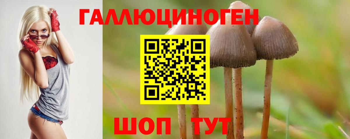 Галлюциногенные грибы Psilocybine cubensis Борисоглебск